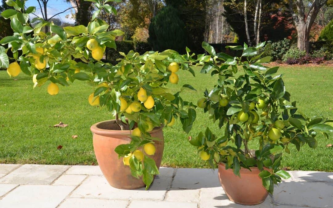 pianta di limone in vaso