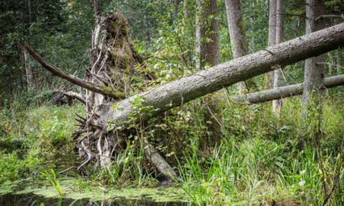 albero con tronco spezzato in un giardino